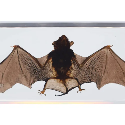 Miniatura 4 de Espécimen de murciélago real de taxidermia grande, espécimen de animales en resina para ciencias, aula, educación científica, grande