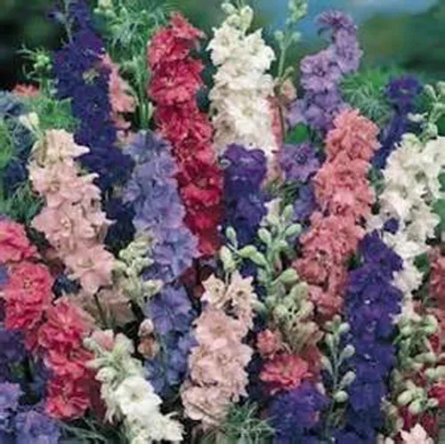 Semilla de Larkspur, más de 25 semillas, mezcla imperial gigante, colores mezclados llamativos