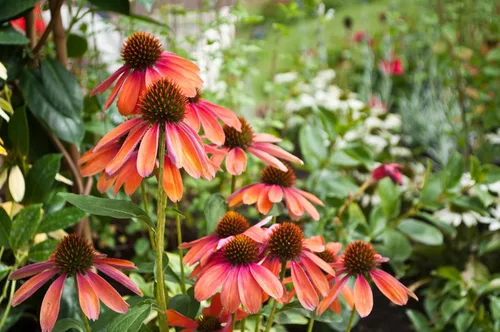 Miniatura 4 de 25 semillas de flor de hierba blanca y naranja rojo amarillo púrpura rosa blanco