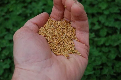 Miniatura 2 de Tri-Clover de Eretz - Mezcla de tres partes de tréboles que proporcionan belleza, cobertura y atractivo natural. Sin recubrimientos ni rellenos