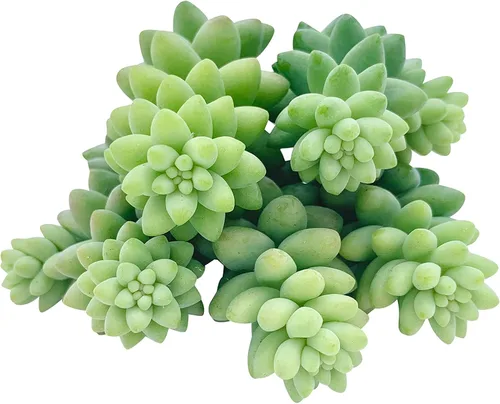 Tallos de Suculentas Vivas (3 Sedum Morganianum Colas de Burro), Plantas Suculentas Vivas, Planta Suculenta SIN Raíces, Plantas de Casa Vivas para