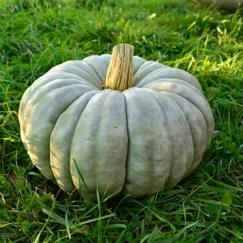 Miniatura 5 de Jarrahdale - Calabaza de invierno de calabaza azul, 25 semillas, variedad tradicional y polinizada abierta, semillas de vegetales sin OMG fáciles