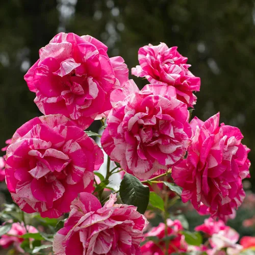 Miniatura 2 de Rosas Grandiflora, planta de raíz propia viva para jardín al aire libre, Parade Day™, excepcionalmente fragantes, zonas de rusticidad: 5-9