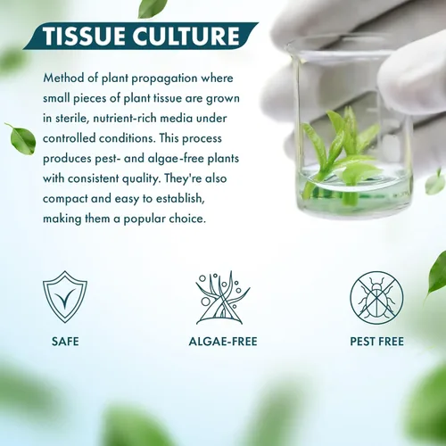 Miniatura 4 de Planta viva SubstrateSource - Hierba enana Eleocharis Belem cultivada en tejidos acuáticos para acuario - 100% libre de caracoles en copa in vitro