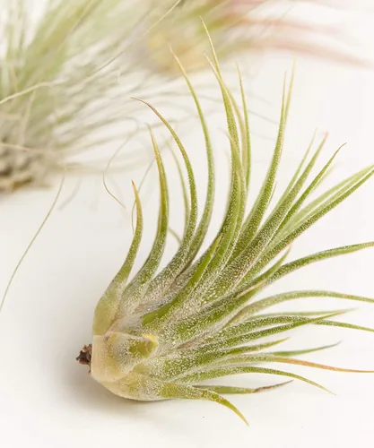 Miniatura 5 de Gran colección de plantas de aire Ionantha Tillandsia de cinco plantas tropicales para el hogar, decoración de interiores y plantas de aire