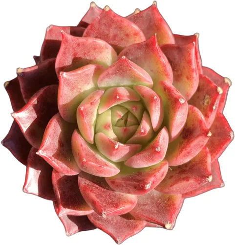 Miniatura 10 de Plantas suculentas vivas Echeveria Perle von Nürnberg, mini suculentas rojas de 3 pulgadas, raíz desnuda sin maceta, planta suculenta decoración