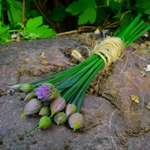 Cebollino de cebolleta – 100 semillas – Variedad de reliquia y polinizada abierta, semillas de hierbas culinarias sin OMG para plantar, cultivar