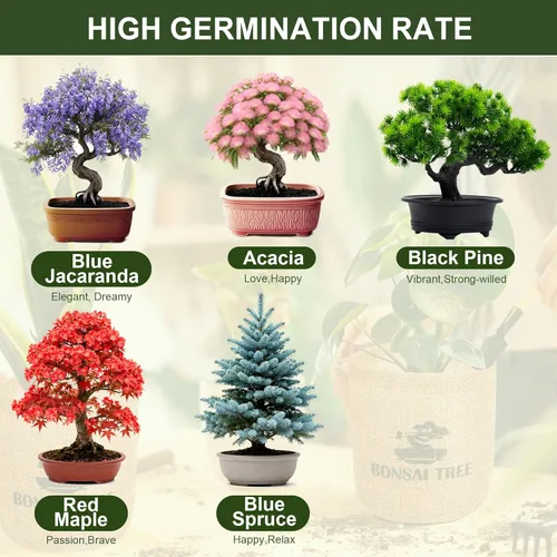 Miniatura 3 de Paquete de 5 Kits de Árbol Bonsái - 5 Semillas Kit Vivo de Planta de Árbol Bonsái en Crecimiento para Principiantes, Fácil de Cultivar Kits