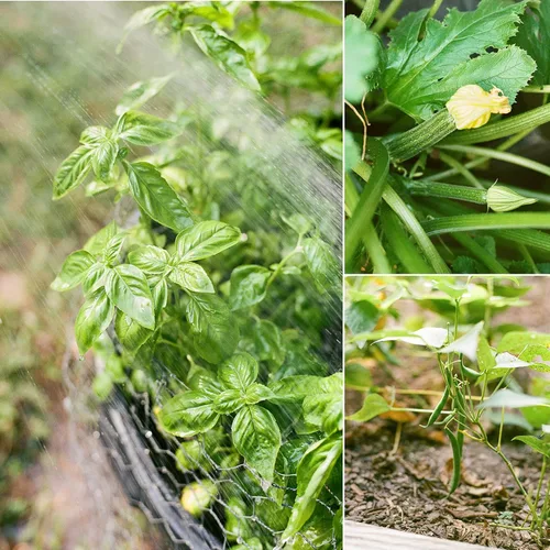 Miniatura 6 de Sereniseed Semillas vegetales orgánicas certificadas (paquete de 20) – sin OMG, polinizadas abiertas – Albahaca, guisante a presión, brócoli