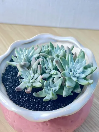 Succulent Plants Live– Easy Care Bare Root Succulents for Indoor Outdoor Decor, Mini Live Plants for Home, Garden, Office, & Gift Ideas (Dudleya