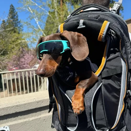 Miniatura 6 de ENJOYING Lentes de sol para perros de razas pequeñas, antirayos UV para perros pequeños, resistentes al viento, protección de ojos de perro