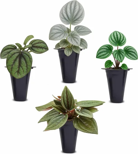 Peperomia Plant Collection (paquete de 4) - Juego de variedades raras | Sandía, escarcha, Eden Rosso y Piccolo Banda | Plantas de interior fáciles