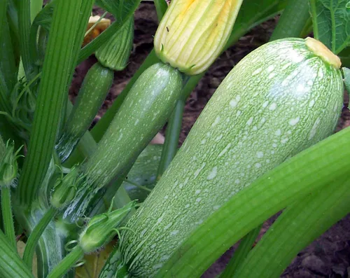 Miniatura 2 de TomorrowSeeds - Semillas de calabacín gris - Más de 180 unidades - para plantar calabacín gris mexicano Calabacita de verano Kousa Calabacita