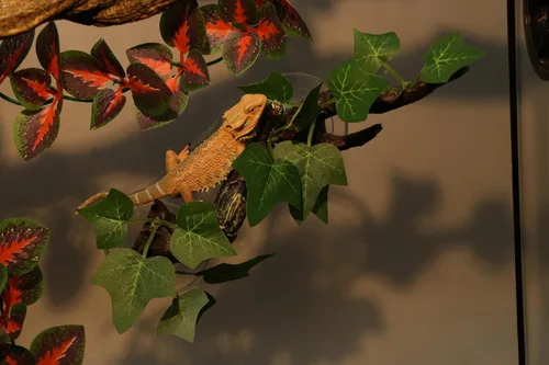 Miniatura 6 de AQUA KT Rama de Esquina de Terrario de Reptiles con Planta Decorativa y Ventosa para Anfibios, Lagartos y Serpientes Trepadoras Rama de escalada