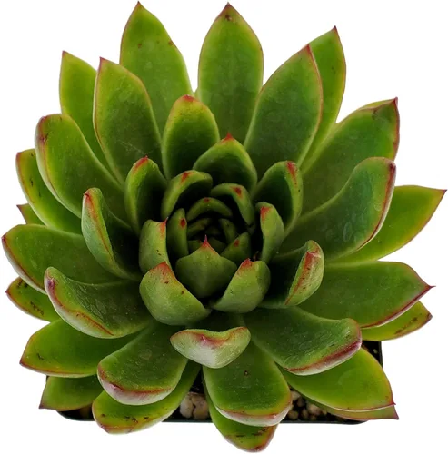 Miniatura 14 de Fat Plants San Diego Live Echeveria Planta Suculenta Híbrida, Lola