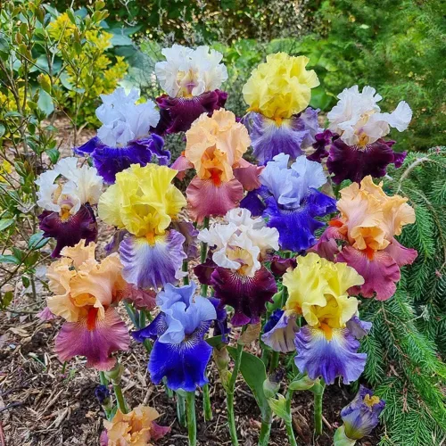 Miniatura 2 de Semillas de flores de iris para plantar al aire libre, 199 piezas, hermosas flores perennes para tu jardín, hogar, flores de primavera y verano