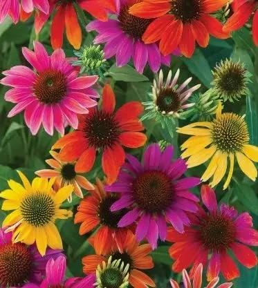 Semillas de equinácea mixtas para plantar: flores de equinácea fáciles de cultivar (1,000 semillas)