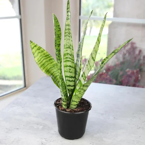 Miniatura 7 de Planta de serpiente viva, Sansevieria Zeylanica, planta de interior en maceta, planta de lengua de suegra Sansevieria viva, planta suculenta en Olla