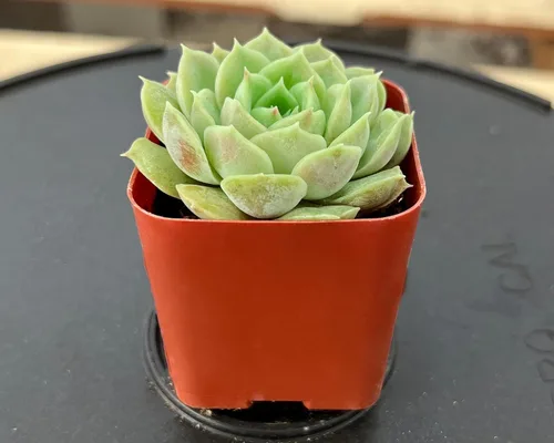 Miniatura 2 de Sprout N Green Echeveria cv. Onslow - Planta suculenta viva totalmente enraizada en maceta de 2 pulgadas, planta de interior y exterior, hogar