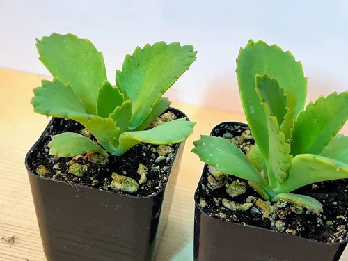Miniatura 5 de Kalanchoe Diagremontiana - 3 sombreros mexicanos para madre de miles, planta suculenta viva en maceta de 2 pulgadas con tierra totalmente enraizada.