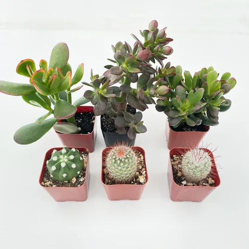 Miniatura 6 de Plantas suculentas (paquete de 6), suculentas vivas totalmente enraizadas en macetas de 5 cm con tierra, plantas únicas en maceta para bricolaje