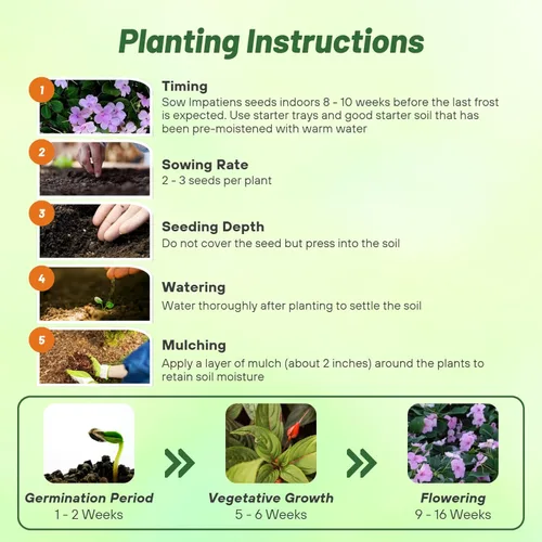 Miniatura 4 de Outsidepride 200 Semillas Impatiens Plant Lavender Shade Garden Flower Seeds para plantar