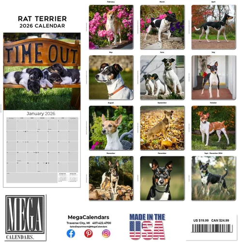 Miniatura 3 de Calendario de Rat Terrier 2025 2026 – Calendario mensual de pared de raza de perro – 12" x 24" abierto – Papel grueso que no se corre – Para regalo