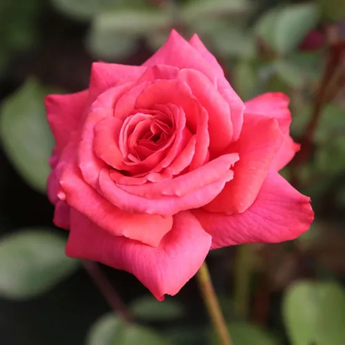 Miniatura 11 de Rosas trepadoras de reliquia, planta de raíz propia viva para jardín al aire libre, Aloha, muy fragantes, zonas de rusticidad 5 a 10, floración