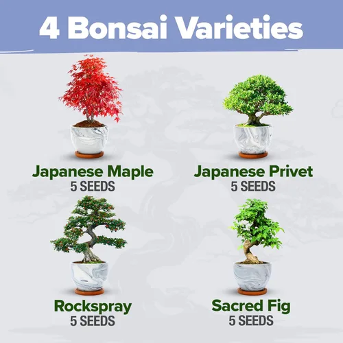 Miniatura 3 de HOME GROWN Kit de Árbol Bonsái – Juego Inicial Premium de Cerámica con 4 Variedades de Bonsái – Fácil Regalo de Jardinería Interior para Hombres