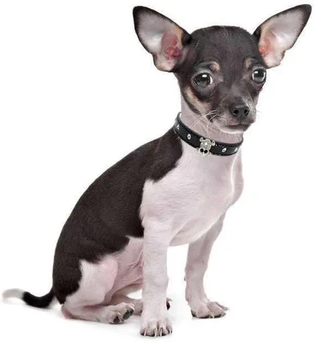 Miniatura 3 de Collar de piel con diamantes de imitación de cráneo y diamantes de imitación de piel para mascotas pequeñas para perros y gatos (XS, negro)