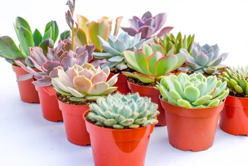 Suculentas grandes y coloridas para exteriores – Surtido de 4 pulgadas – Plantas suculentas vivas para exteriores – Grandes suculentas vivas