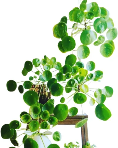Planta de dinero, planta viva Pilea Peperomioides, de 5 a 7 pulgadas de alto, planta viva para jardín