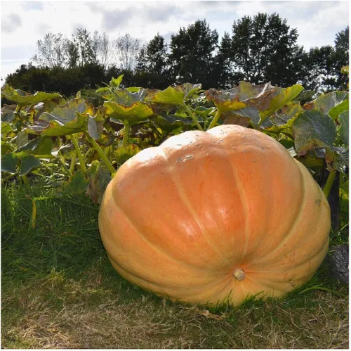 Miniatura 4 de Everwilde Farms - 10 semillas de calabaza gigante del Atlántico - Paquete de semillas Gold Vault