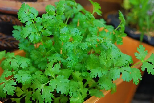 Miniatura 6 de Más de 500 semillas de cilantro para plantar - Semillas de hierbas autóctonas sin OMG cultivadas en EE. UU. en embalaje protector premium - También