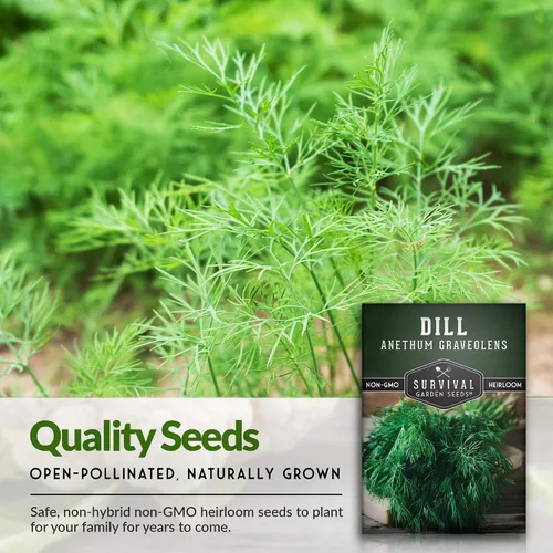 Miniatura 4 de Semillas de eneldo para plantar, 1 paquete con instrucciones para plantar y cultivar hierbas populares en decapado en tu jardín de verduras