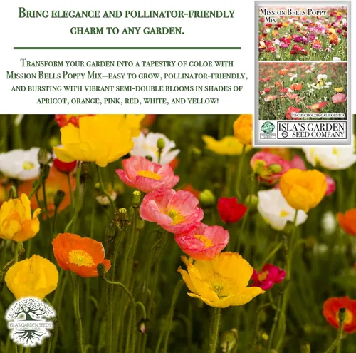 Miniatura 5 de Mission Bells - Mezcla de semillas de amapola (Eschscholzia californica) - 1500 semillas tradicionales sin OMG, vibrantes flores semi-dobles
