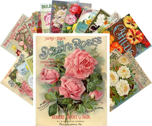 Miniatura 14 de PIXILUV Johann - Postales vintage (24 unidades), diseño de flores salvajes, jardín, aun vida, arte de pintura de museo antiguo, reimpresión