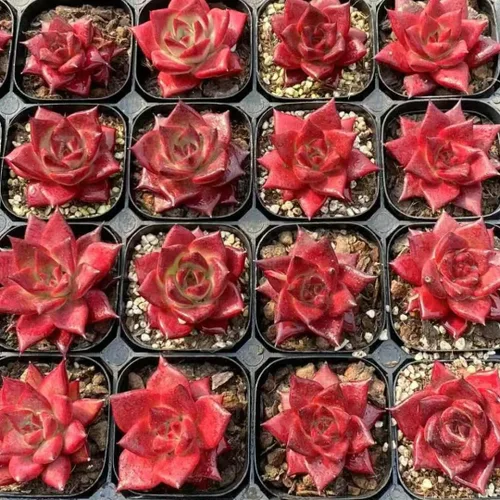 Miniatura 3 de Echeveria Rubin – Suculenta viva – Maceta de 2.5 pulgadas – Tolerante a la sequía, bajo mantenimiento, ideal para interiores y exteriores