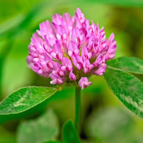 Miniatura 4 de Tri-Clover de Eretz - Mezcla de tres partes de tréboles que proporcionan belleza, cobertura y atractivo natural. Sin recubrimientos ni rellenos