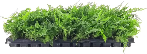 Helecho pata blanca | 3 plantas vivas | Davallia Tyermanii | Follaje tropical para interiores y exteriores | Planta de interior de raíz difusa |
