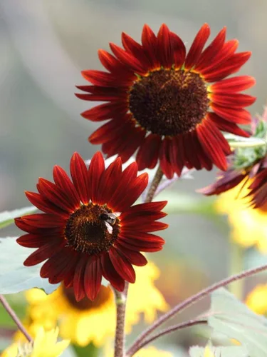 Miniatura 3 de Mezcla de semillas de girasol de reliquia de color rosa, morado, rojo, amarillo, mezcla de variedades enanas gigantes, 100