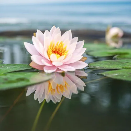 Miniatura 4 de 160 semillas de loto de colores mixtos para plantar, loto bonsái sin OMG, flor de lirio de agua, plantas acuáticas de fácil cultivo para estanques