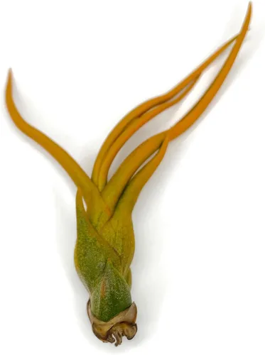 Miniatura 2 de Planta de aire Bulbosa, planta de aire vivo de Guatemala Tillandsia, llegada saludable garantizada, gran planta de interior, decoración del hogar