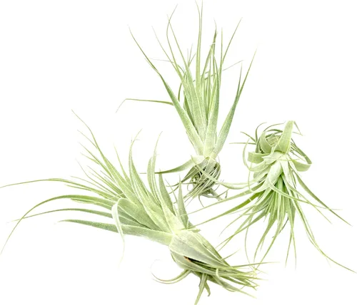 Miniatura 8 de Planta de aire vivo – Tillandsia Gardneri 5-7 pulgadas – 3 unidades – ragnaroc Rare Collectors Planta tropical de interior – Llegada viva