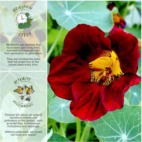 Miniatura 2 de Seed Needs Semillas de Nasturtium de Terciopelo Negro para Plantar - Semillas Herederas No Tratadas y de Polinización Abierta - Flores Comestibles