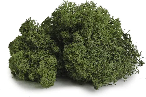 Miniatura 2 de SuperMoss Musgo decorativo preservado de renos de larga duración para decoración floral, plantas en macetas y macetas de interior, bosque