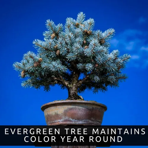 Miniatura 3 de Semillas de abeto azul para bonsái (paquete de 30) – Árbol de hoja perenne miniatura de abeto azul de Colorado – Picea pungens glauca – Pasatiempo