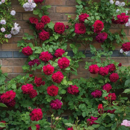 Miniatura 2 de Rosas trepadoras inglesas de reliquia, planta de raíz propia viva para jardín al aire libre, Tess of the d'Urbervilles®, Moderadamente fragante