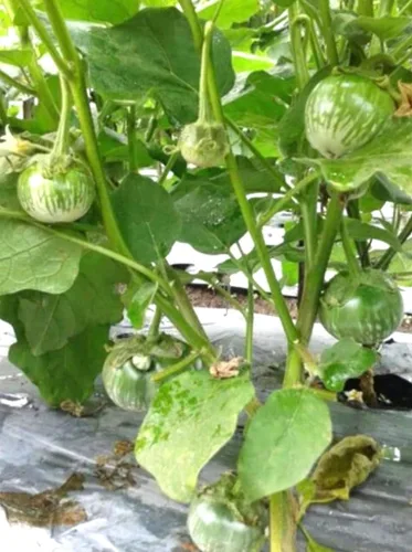 Miniatura 2 de Semillas redondas de berenjena verde tailandesa Solanum Melongena Semilla de berenjena asiática