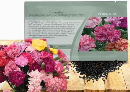 Miniatura 10 de Outsidepride Semillas de clavel magenta – 2000 piezas de semillas de flores perennes, fáciles de cultivar para plantar con flores fragantes, ideales